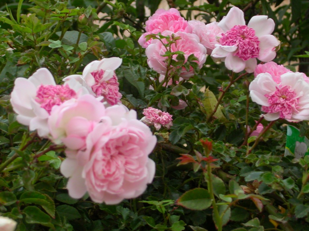 IMG_7348flowers
